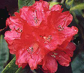 R. 'arboreum'